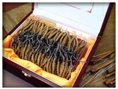 罗甸冬虫夏草回收